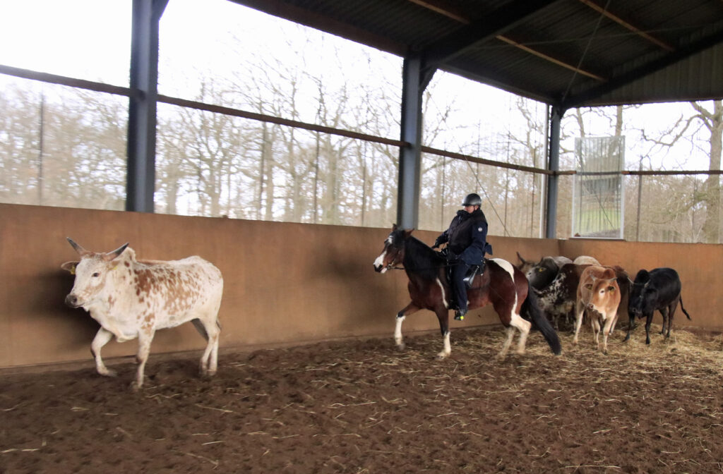 Mangalarga Marchador bei der Rinderarbeit