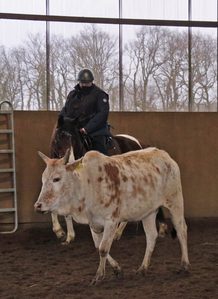 Mangalarga Marchador bei der Rinderarbeit