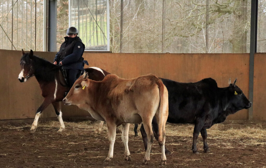 Mangalarga Marchador bei der Rinderarbeit