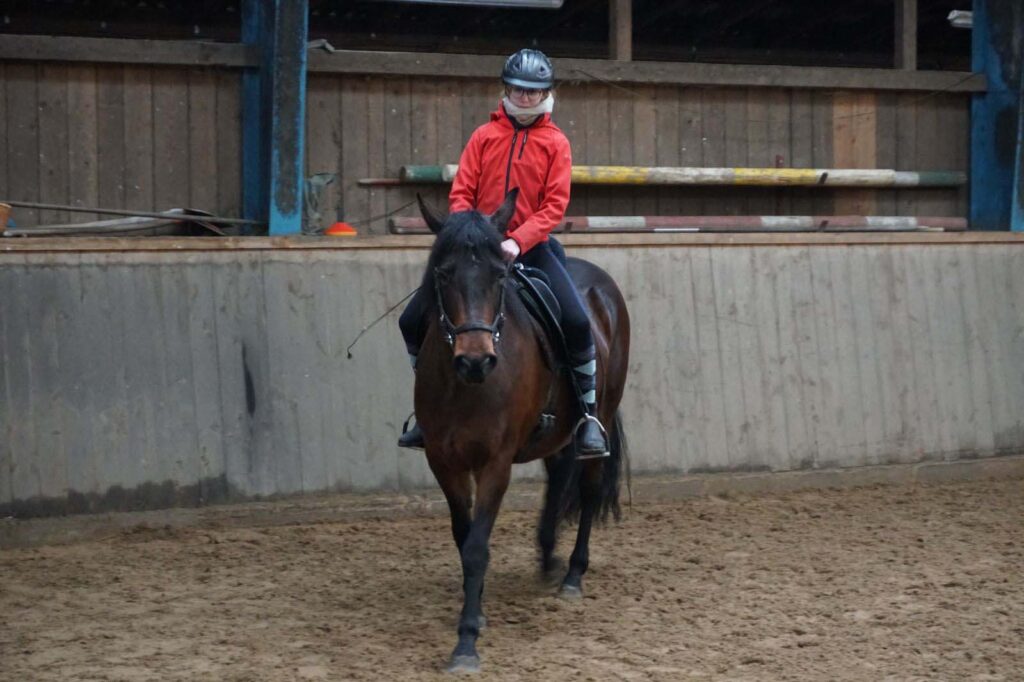 Mangalarga Marchador Working Equitation