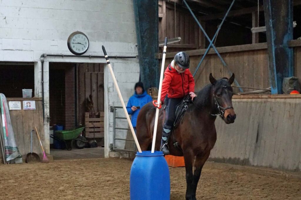 Mangalarga Marchador Working Equitation