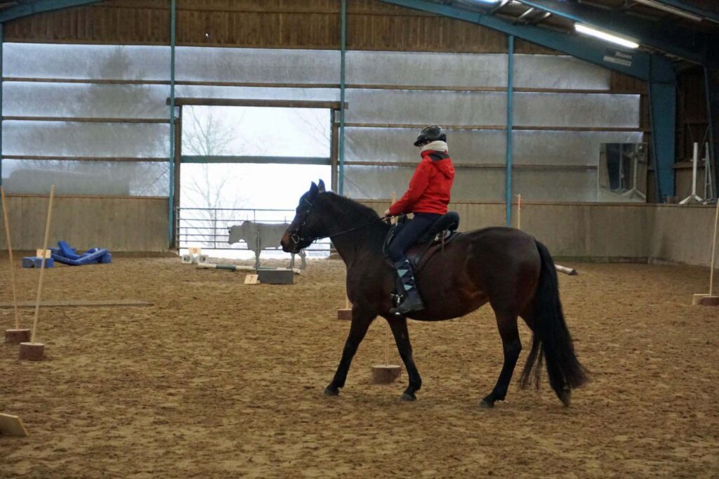 Mangalarga Marchador Working Equitation