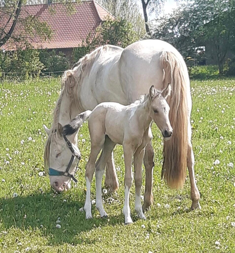 Mangalarga Marchador Fohlen Hartungshof