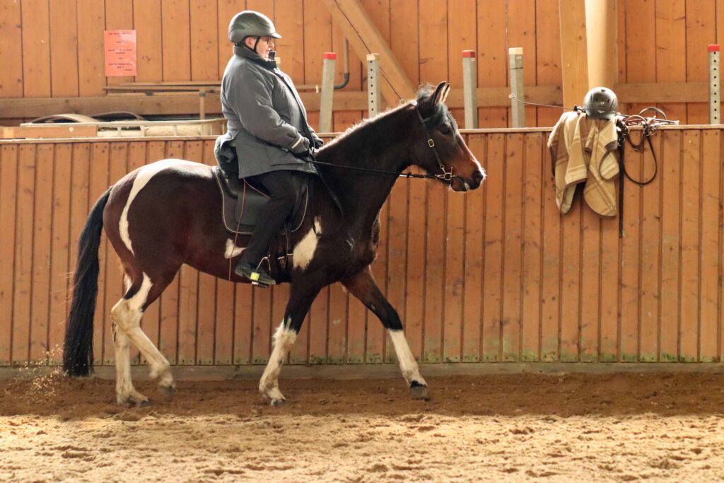 Working Equitation Mangalarga Marchador