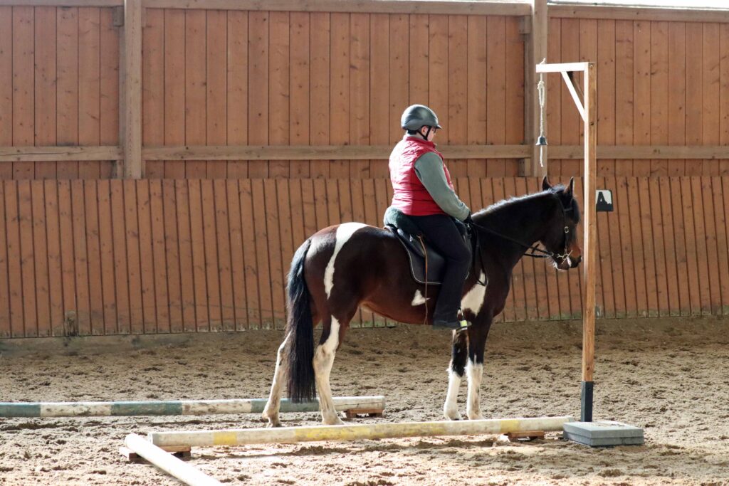 Working Equitation Mangalarga Marchador