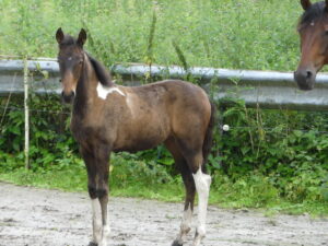 Mangalarga Marchador Fohlen Hartungshof