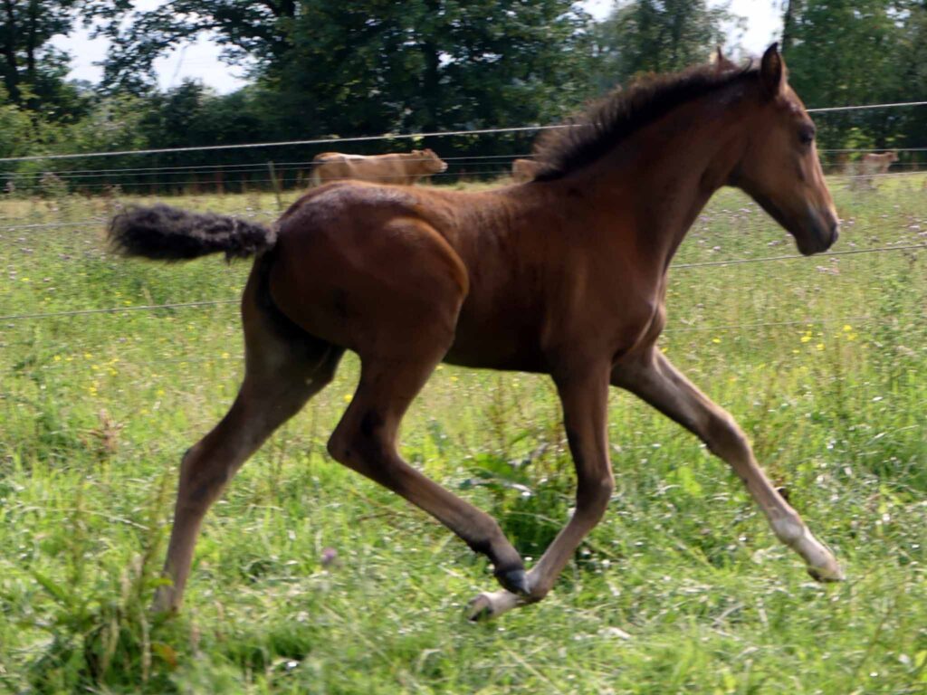 Mangalarga Marchador Fohlen vom Hartungshof