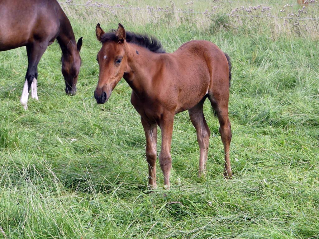 Mangalarga Marchador Fohlen vom Hartungshof