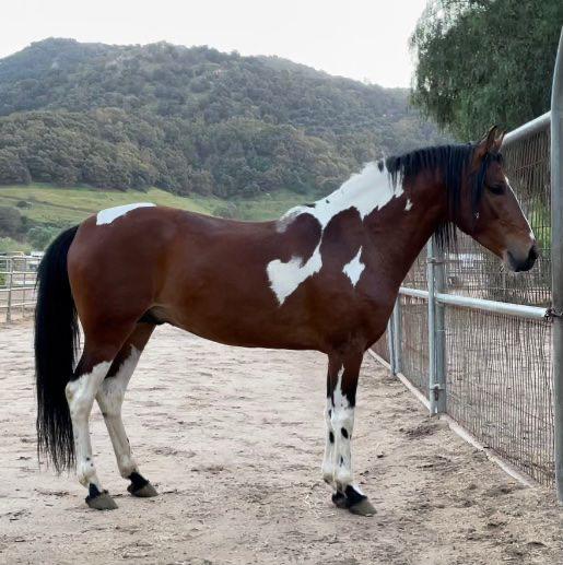 Apache do High Country