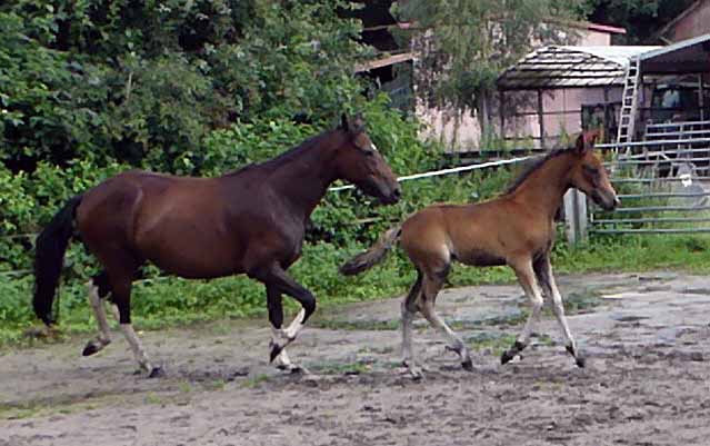 Mangalarga Marchador Fohlen vom Hartungshof