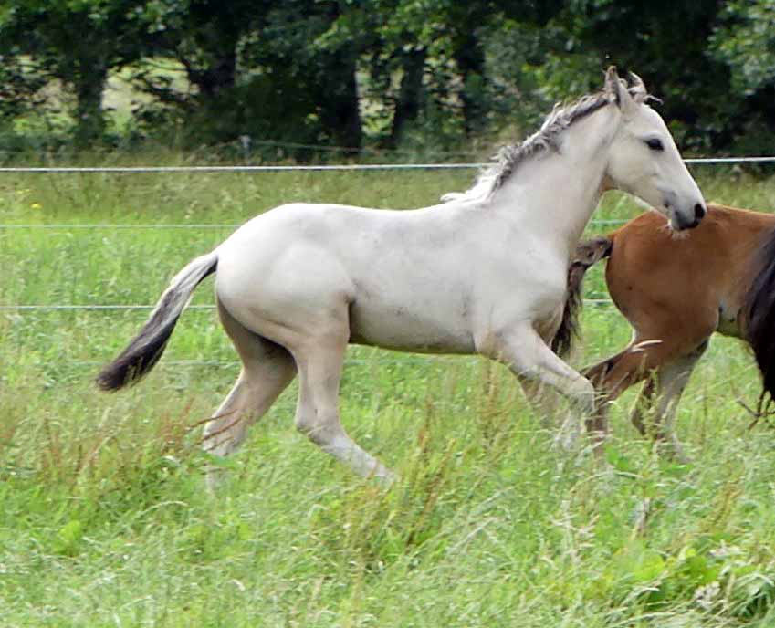 Mangalarga Marchador Fohlen vom Hartungshof