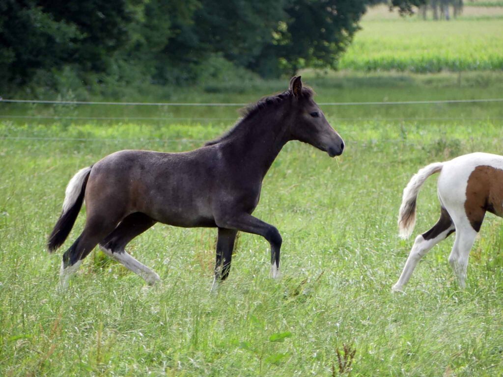 Mangalarga Marchador Fohlen vom Hartungshof