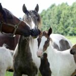 Mangalarga Marchador Stute mit Fohlen Hartungshof