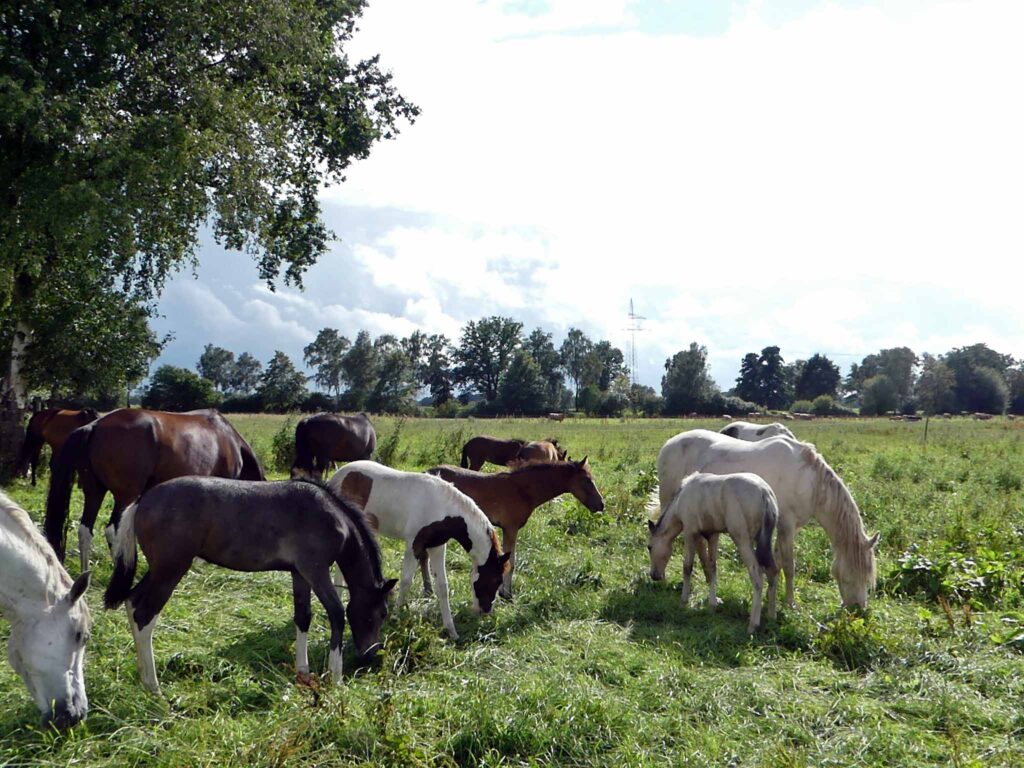 Mangalarga Marchador Stute mit Fohlen Hartungshof