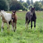 Mangalarga Marchador Stute mit Fohlen Hartungshof