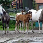 Mangalarga Marchador Stute mit Fohlen Hartungshof