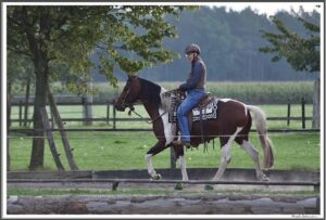 Mangalarga Marchador Hengst Excalibur vom Kreiswald Marcha