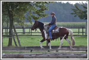 Mangalarga Marchador Hengst Excalibur vom Kreiswald