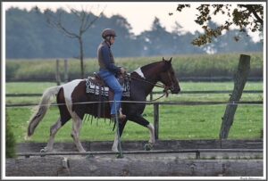 Mangalarga Marchador Hengst Excalibur vom Kreiswald