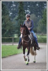 Mangalarga Marchador Hengst Excalibur vom Kreiswald